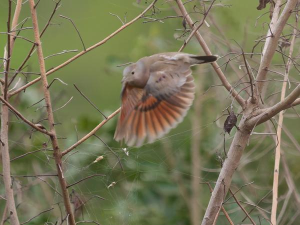 Dwergduif (Columbina minuta)